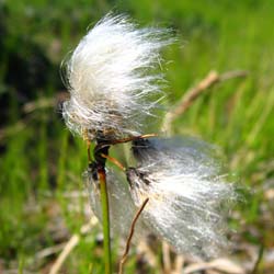 Eriophorum angustifolium